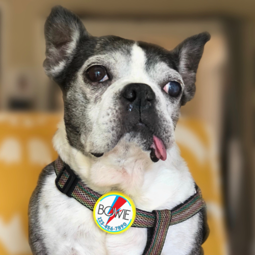 Eco-Friendly Pet ID Tag